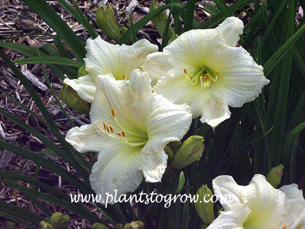 Daylily Joan Senior
near white self with lime green throat
rebloom
25 inches tall
evergreen, dipliod
(Durio, 1977)